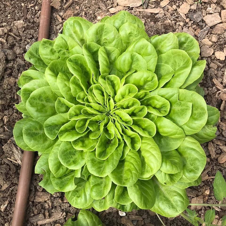 We’ve had some spectacular geometrical lettuces in the garden beds this week 🥬 #sacredgeometry #lettuce #alwaysbeplanting #mangaroa #foodhub #mangaroafarms