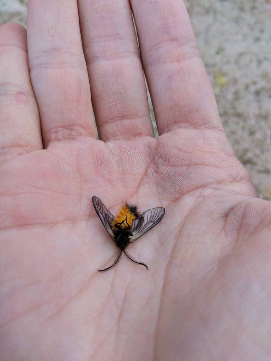 LeonardoHuntman's tweet image. 全力死んだふりミノウスバちゃん