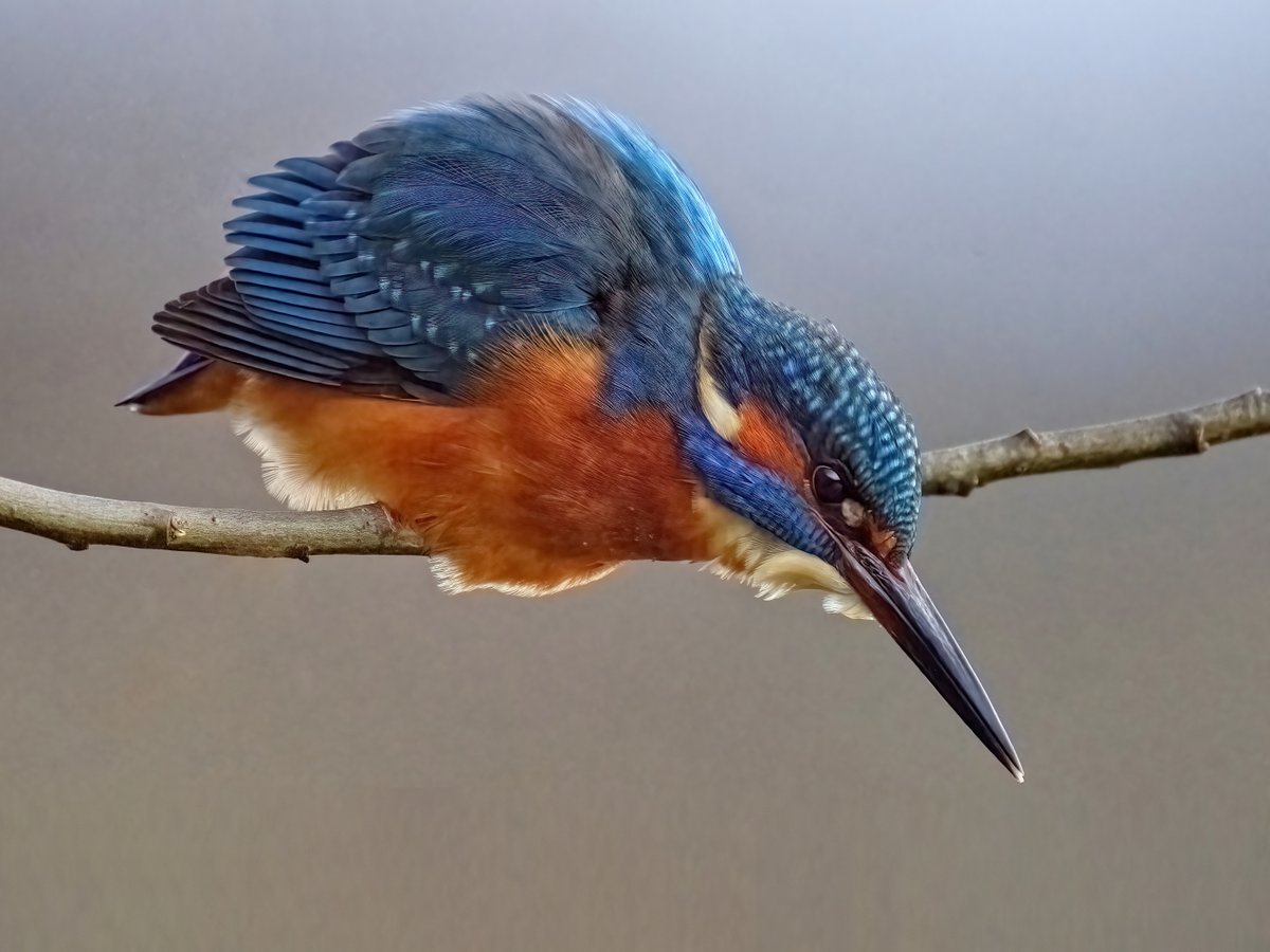 Mark_B_J's tweet photo. King of Crime Lake #Daisynook #Kingfisher #Manchester #NaturePhotography #Failsworth #birdphotography #Oldham #wildlifephotography #Bokeh #birdwatching https://t.co/tZpvZ9q8Ot