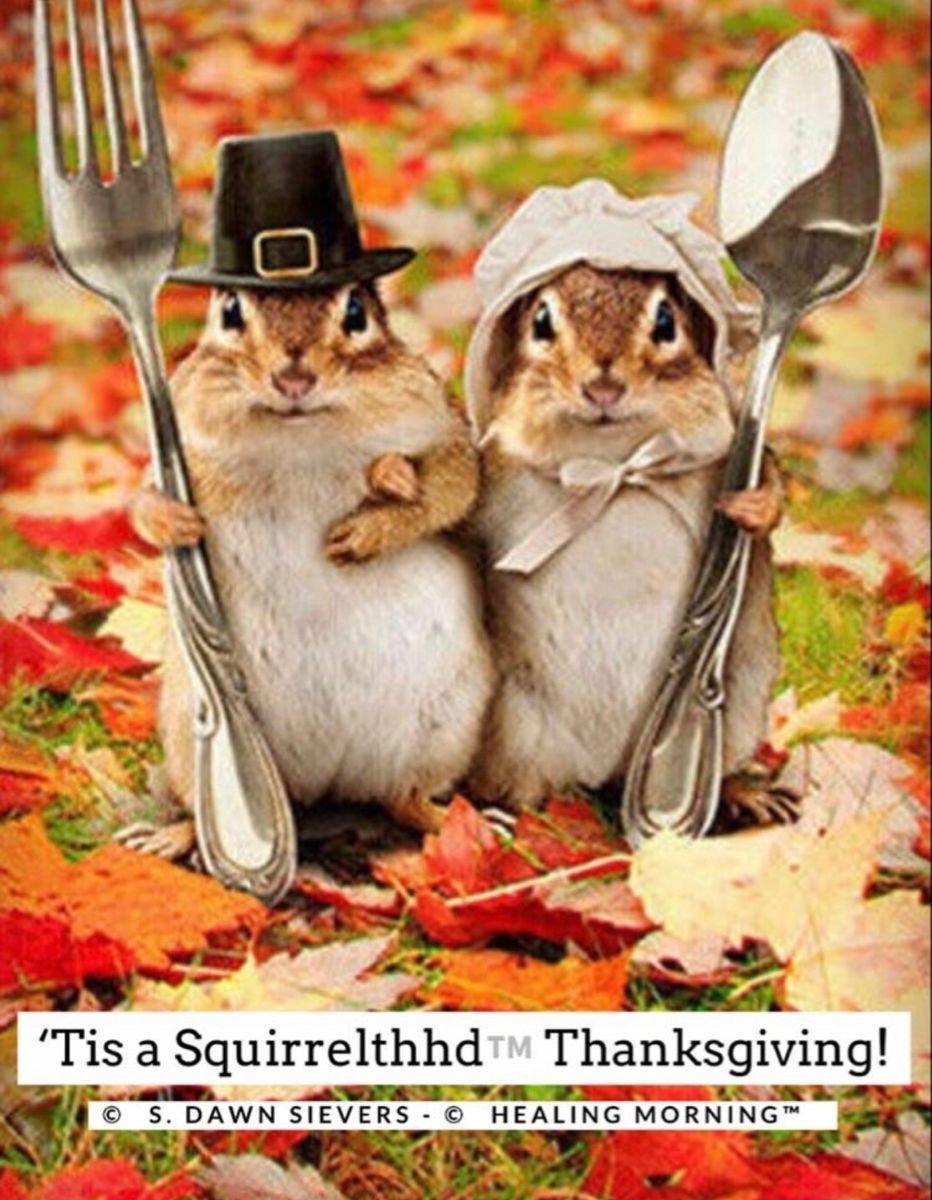 sds2965's tweet image. Happy Squirrelthhd Thanksgiving! 🐿️

#HealingMorning #SquirrelthhdThanksgiving
