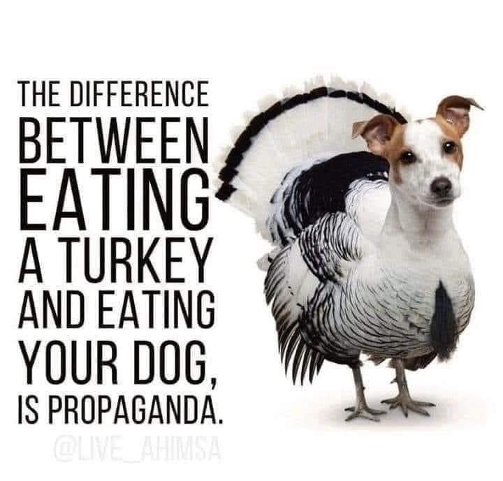 veganpowerful's tweet photo. #Period #Go #Stay #Vegan https://t.co/IQcf6LhkRI