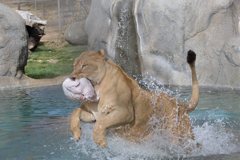 LnsTgersandBrs's tweet photo. Happy #Thanksgiving from Lions Tigers & Bears!π¦ We're beyond grateful for our incredible team and the amazing rescued animals, but most of all, we're thankful for YOU!
π§‘ Join us at our #TurkeyBash happening tomorrow and Saturday!
https://t.co/yMtAvOinlu https://t.co/FBLxYEly5p