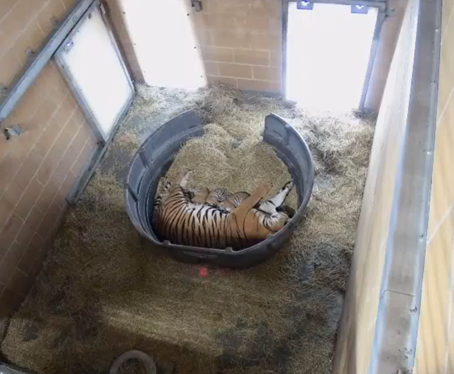 We're thankful for so many reasons, but here are just a few. 🧡

Since the cubs will not explore their outside habitat for a while, you can watch them grow and flourish on our new 24/7 livestream! Start watching now ➡️ jacksonvillezoo.org/live-animal-ca…