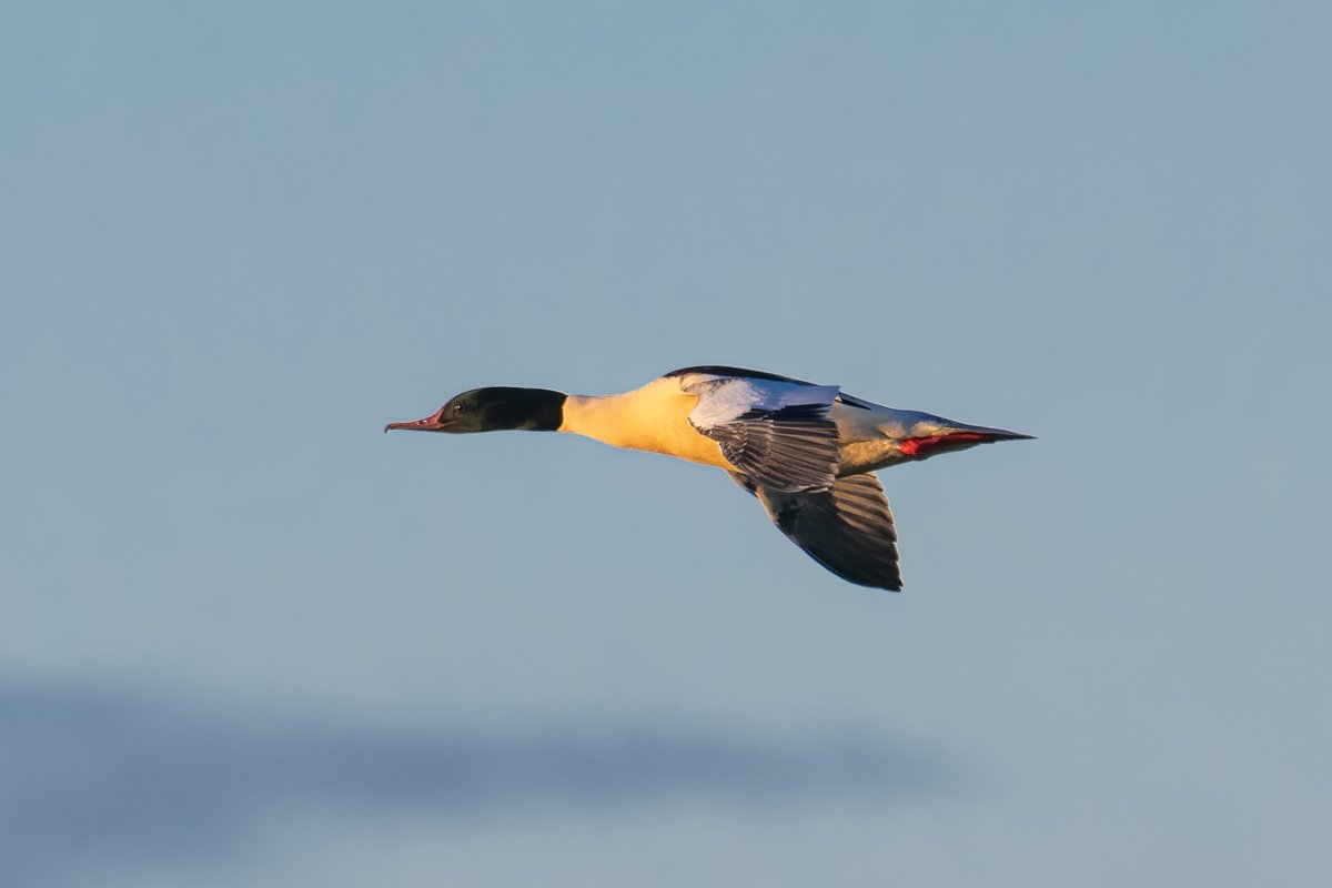 JustD55555's tweet photo. Apart from the short-eared owls at Staines Moor, which were great to see, I also saw a pair of goosanders fly over. https://t.co/dyxCZzCfTi