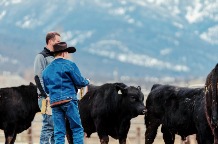 CLARA: Revolutionizing Livestock Market Insights tweet media