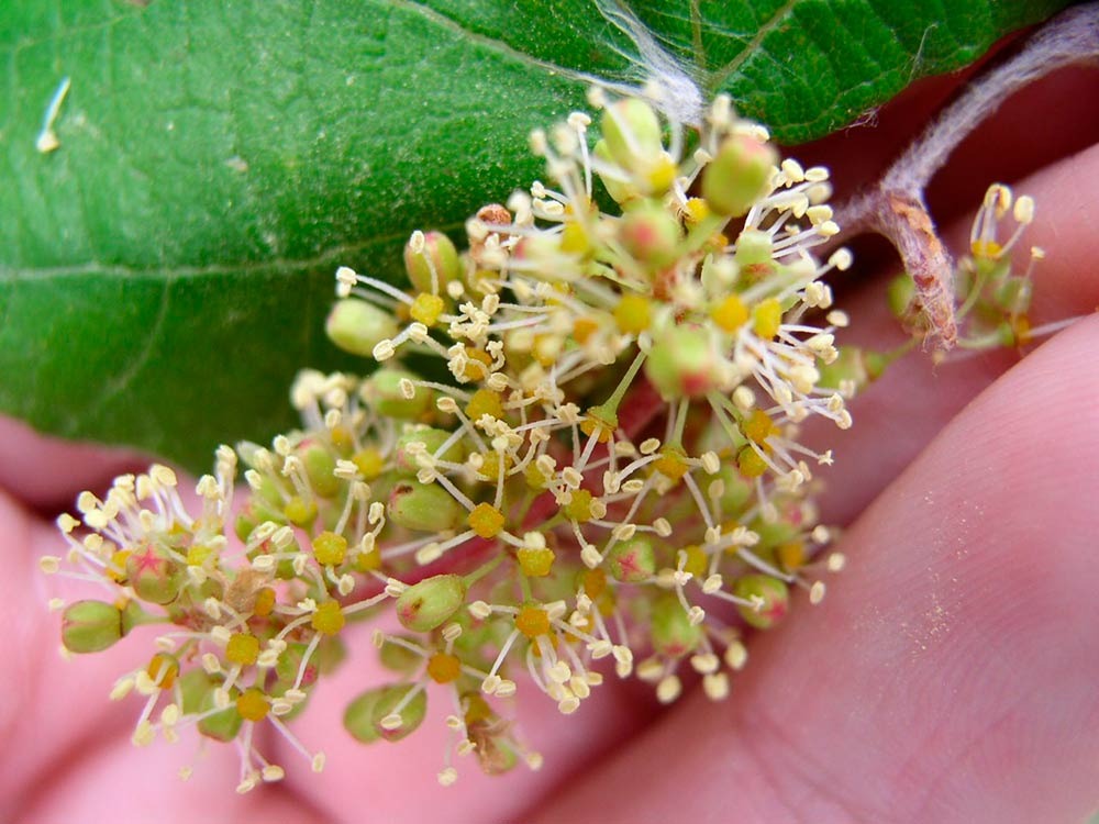 La floración de la vid

En esta temporada, nuestras vides despiertan su floración, anunciando el inicio de un nuevo ciclo. Un espectáculo natural que nos anticipa la promesa de futuras uvas excepcionales. 🌸🍇

#FincaElOrigen #Floración #WineLovers