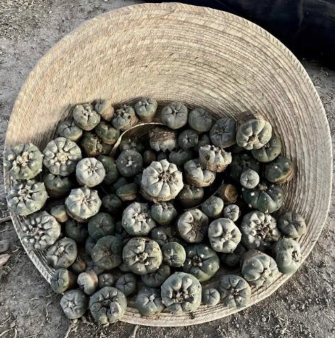 MARAKAME NFT By Pacha Moma tweet media