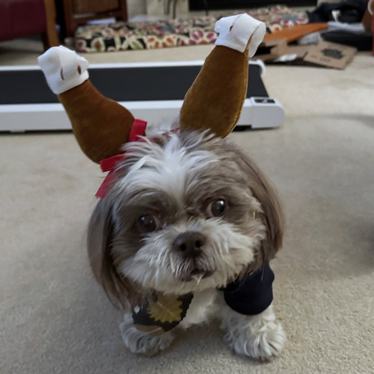 AdamsFamilyTzus's tweet image. Every Thanksgiving! The annual wearing of the turkey legs. But I insist on treats so who is the turkey? #turkeylegs #turkeyleg #turkey #HappyThankgiving