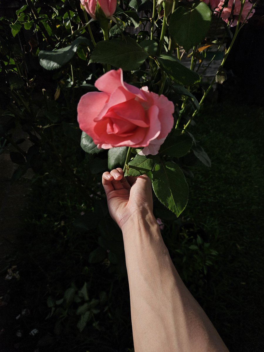 KennyTheBigSimp's tweet photo. New pinned for #nsfwtwt
 ~ tryna find my Nami is all
 ~ he/him
 ~ switch (sub++)
 ~ straight 
 ~ dms are open! minors kindly block me pls
 ~ cnc, somno :P among others

I like anime and I have a lil rose plant I baby. Would love to be your friend! https://t.co/dpnG6FczJn