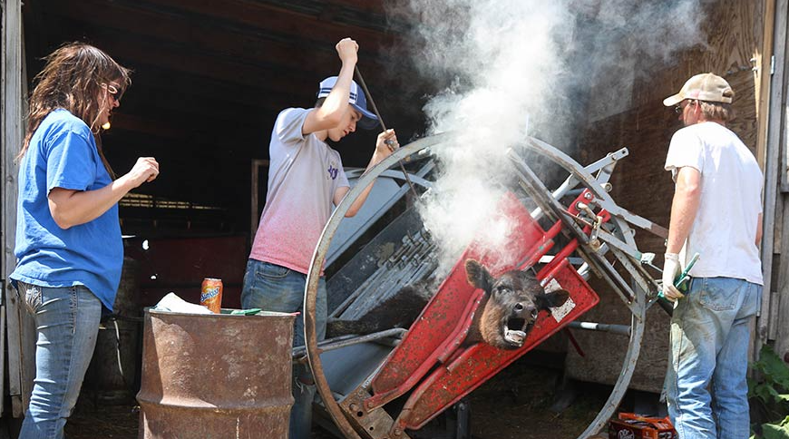 CLARA: Revolutionizing Livestock Market Insights tweet media