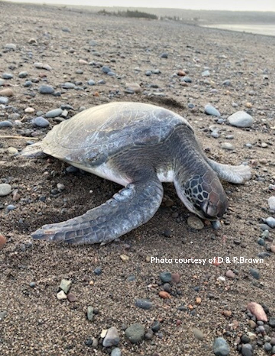 We have had a busy week! 8 cold stunned hard shell sea turtles in 9 days found along the NS side of the Bay of Fundy, including Scottie, our ALIVE juvenile green sea turtle. If you find a sea turtle, DO NOT put them back in the water or warm them up. Call 1-888-729-4667