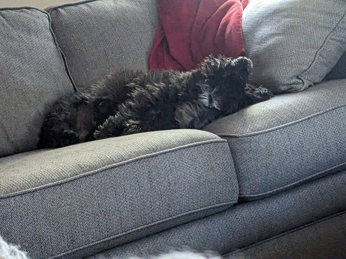 Duffy McStuff 🐶🐾🌻 tweet media