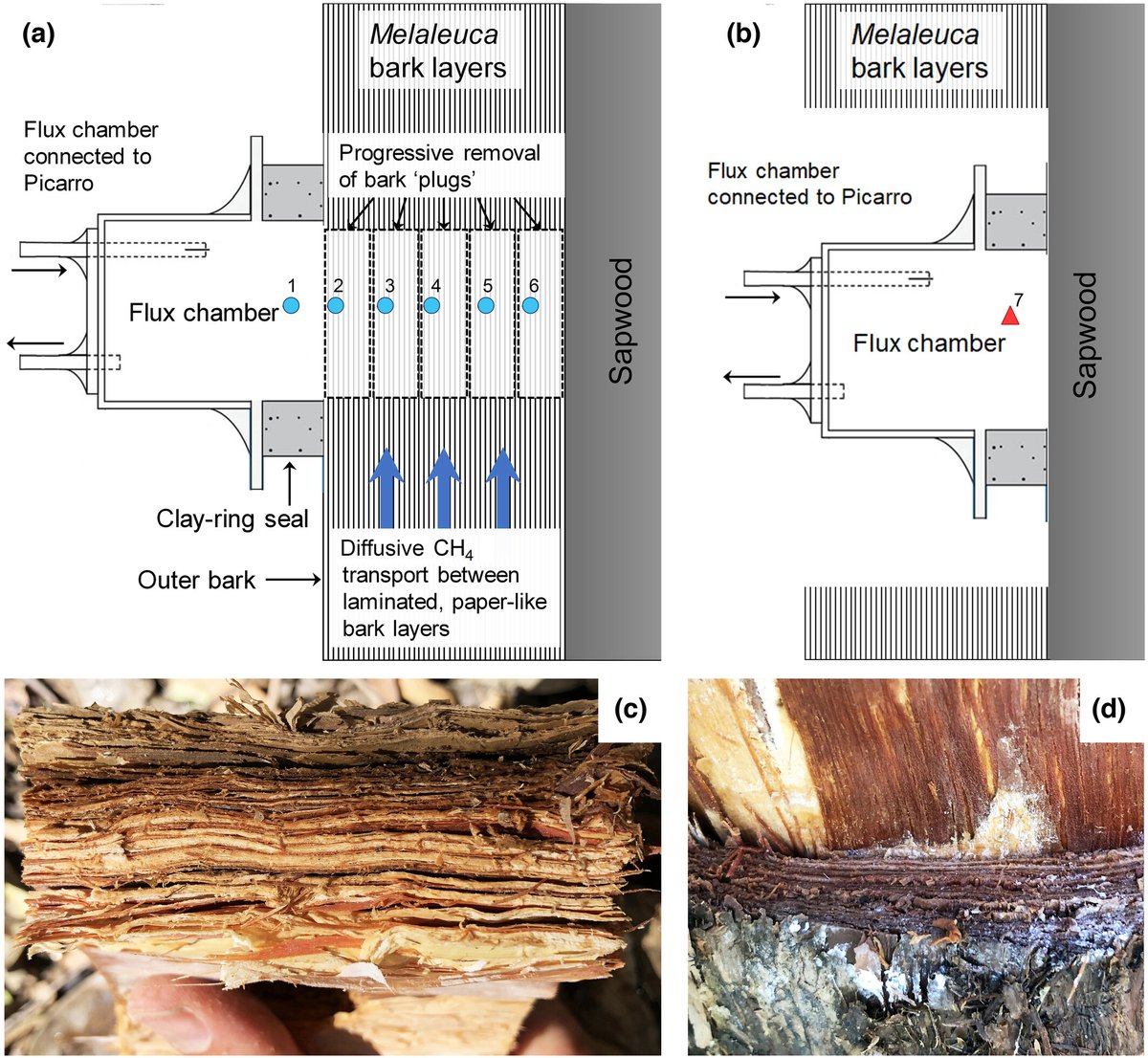 New Phytologist (@newphyt) on Twitter photo Rapid bark-mediated tree stem methane transport occurs independently of the transpiration stream in Melaleuca quinquenervia
📖 ow.ly/LwoF50QaiNP
by Jeffrey et al.
<a href="/Luke_Jeffrey/">Dr. Luke Jeffrey</a> <a href="/Dr_Damo77/">Damien Maher</a> @ScottJoh_dirtDr <a href="/wileyplantsci/">Wiley Plant Science</a> #PlantScience Rapid bark-mediated tree stem methane transport occurs independently of the transpiration stream in Melaleuca quinquenervia
📖 ow.ly/LwoF50QaiNP
by Jeffrey et al.
<a href="/Luke_Jeffrey/">Dr. Luke Jeffrey</a> <a href="/Dr_Damo77/">Damien Maher</a> @ScottJoh_dirtDr <a href="/wileyplantsci/">Wiley Plant Science</a> #PlantScience
