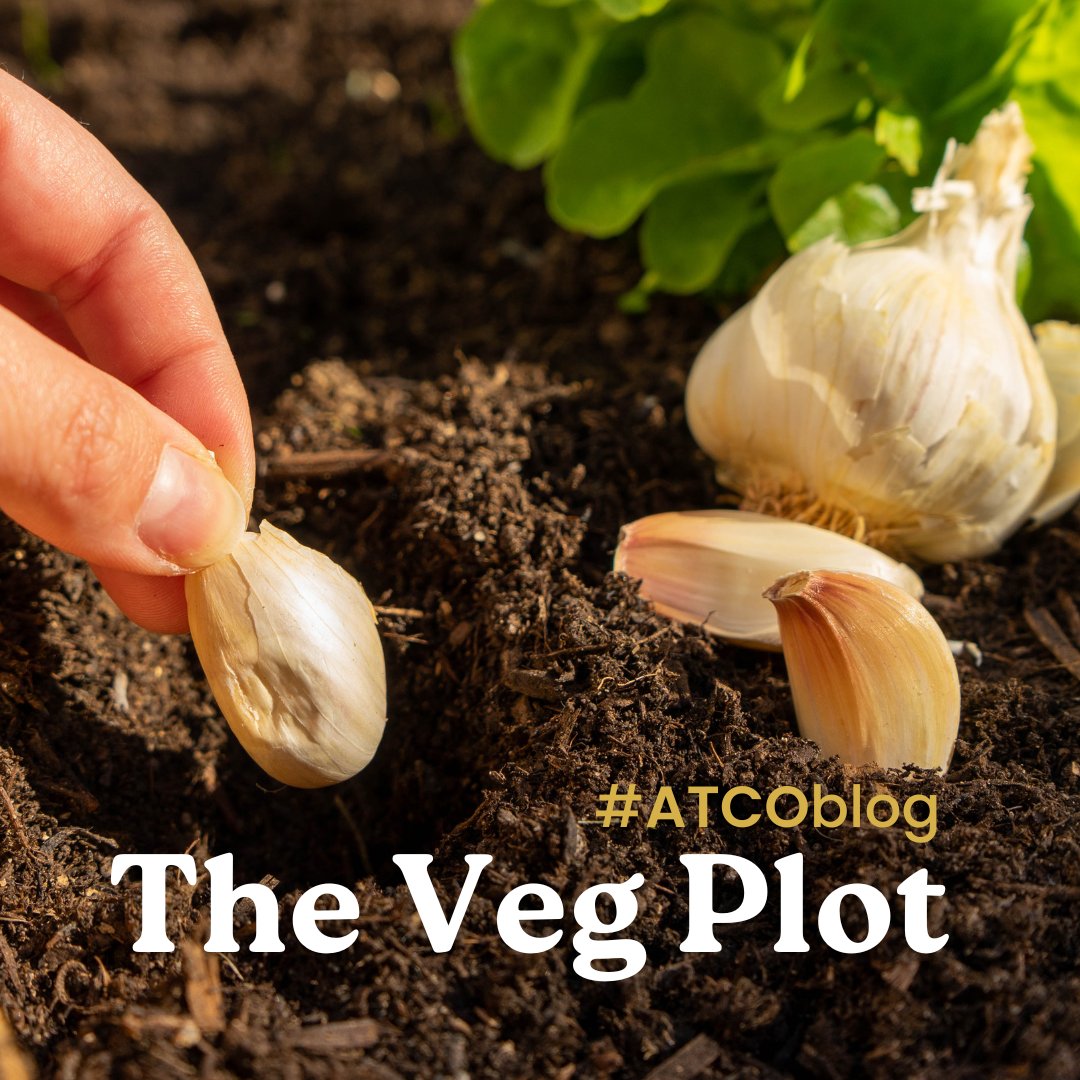 atcolawnmowers's tweet photo. "There are vegetables you can sow this month, such as broad beans.

Winter lettuce, spinach or mustard can be produced on a well-lit window sill or the greenhouse.

Garlic, onions and shallots - should be planted outdoors at this time"

#TomSharples https://t.co/2k2hj9SRai https://t.co/HNyfOhw6m2