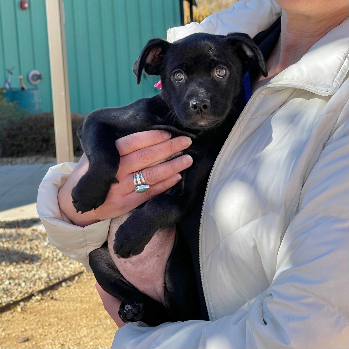 AnimalHumaneNM's tweet image. We hope your heart is as full as Jelly Bean's belly this Thanksgiving! 

#HappyThanksgiving #PuppyBelly #FullHeart #FullBelly #ShelterPuppy #AnimalHumaneNM