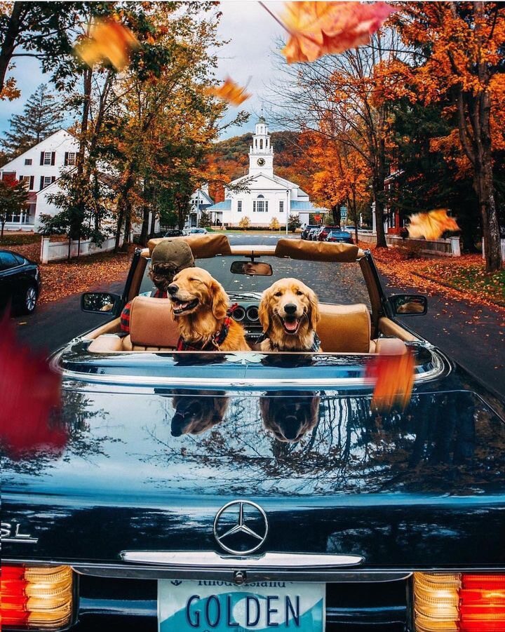 MercedesBenzUSA's tweet photo. Seasons change. Icons stay the same. ​

📸: @kjp​

#MercedesBenz #380SL https://t.co/scESOBCrRl