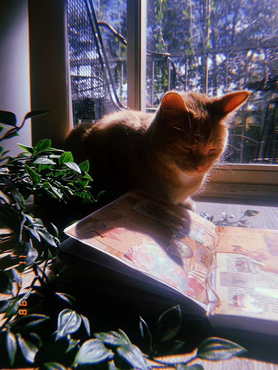 moriisun's tweet photo. happy thanksgiving everyone 🍁
#junkjournal https://t.co/RbQimNlOZ4