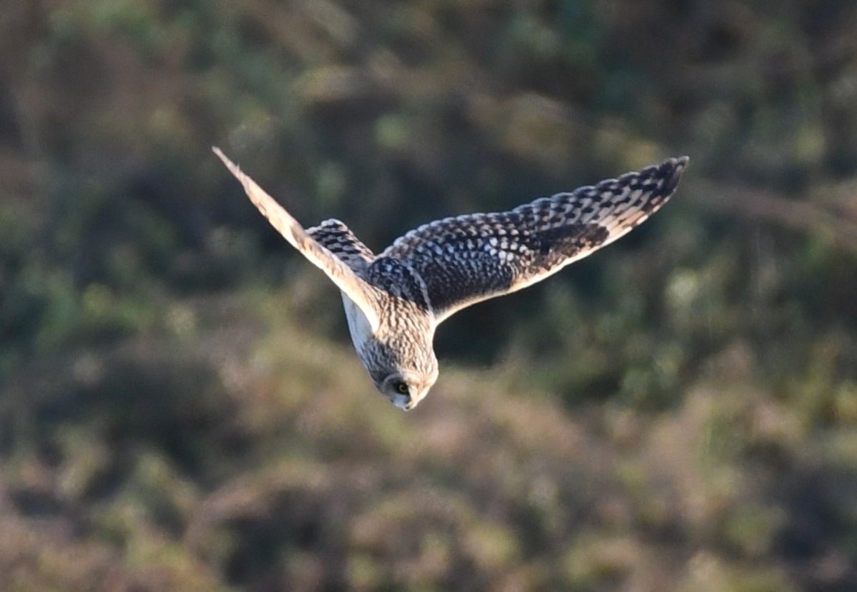 How to identify birds of prey  Herts and Middlesex Wildlife Trust