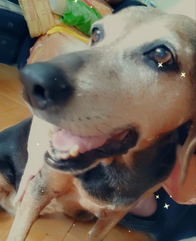 Miss_Maja_'s tweet photo. Zamolila bih vas za RT!!! Sinoc oko 20h mi je nestao pas u blizini Zemunske bolnice, moja Mimi. Stara je 17, 5 godina, slabo vidi i ne cuje. Cipovana je, ali broj telefona sa cipa je promenjen. Broj na koji mozete da nas kontaktirate ukoliko je vidite je : 062 565 001 
Hvala https://t.co/OhzAcb6272
