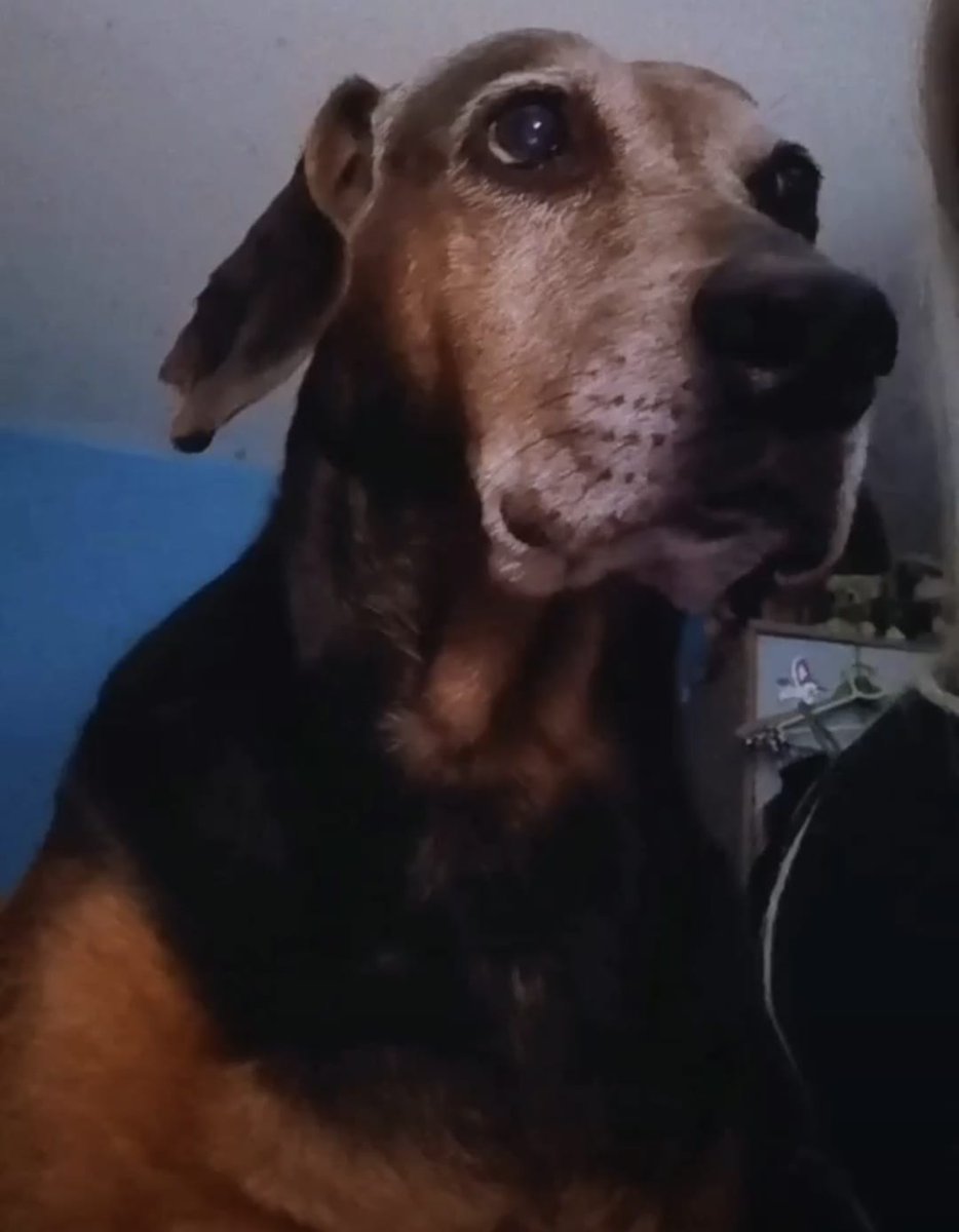 Zamolila bih vas za RT!!! Sinoc oko 20h mi je nestao pas u blizini Zemunske bolnice, moja Mimi. Stara je 17, 5 godina, slabo vidi i ne cuje. Cipovana je, ali broj telefona sa cipa je promenjen. Broj na koji mozete da nas kontaktirate ukoliko je vidite je : 062 565 001 
Hvala