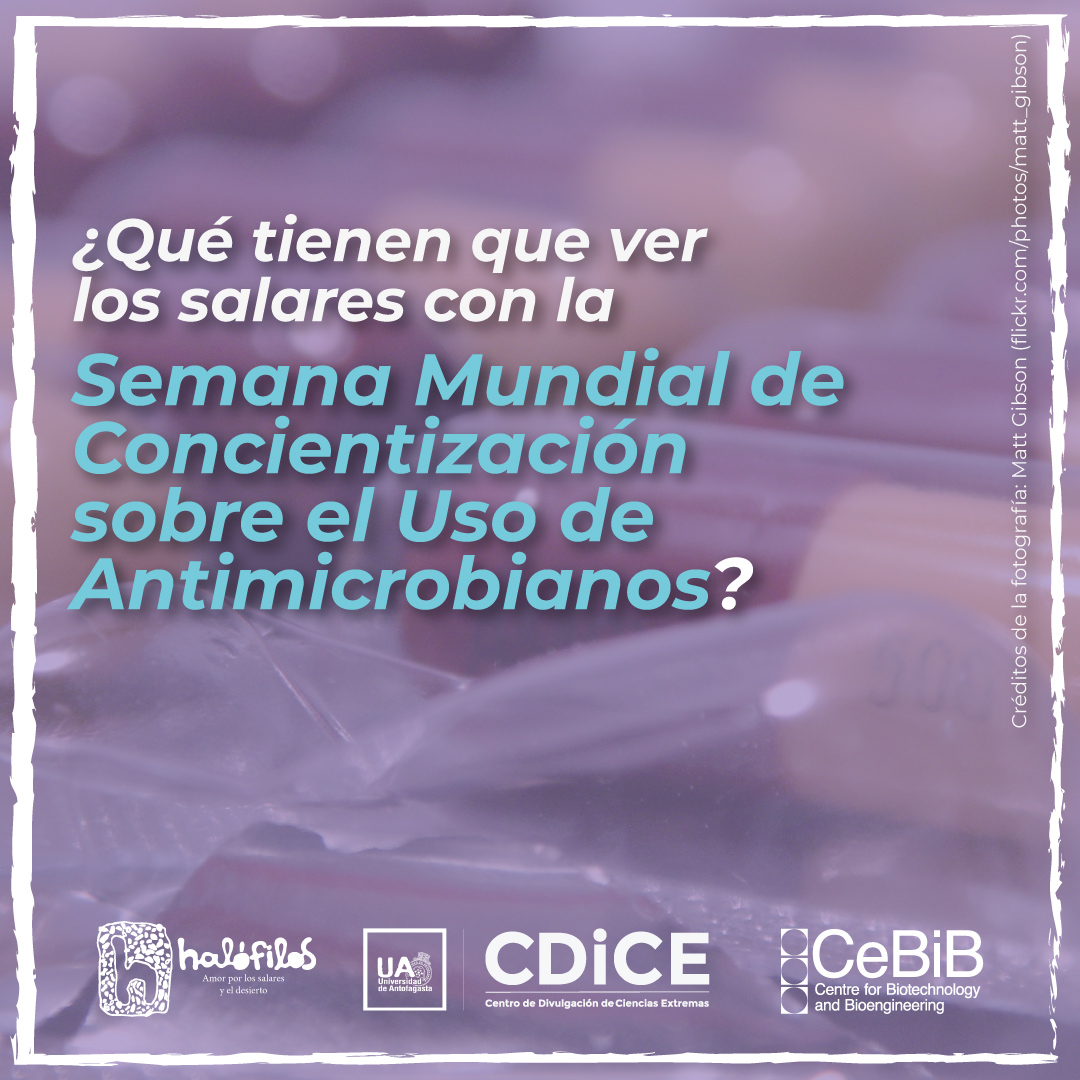 Halófilos tweet media