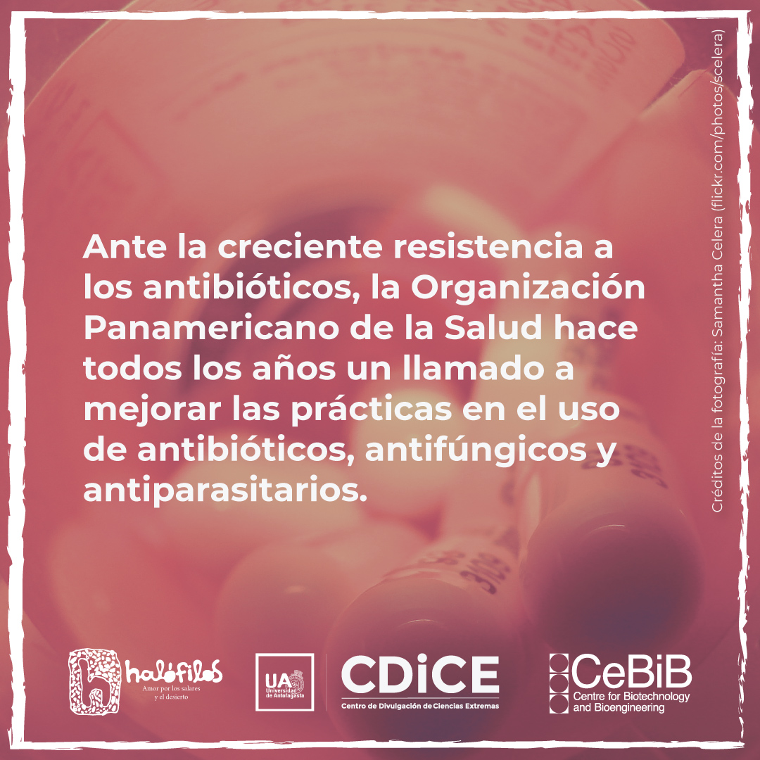 Halófilos tweet media
