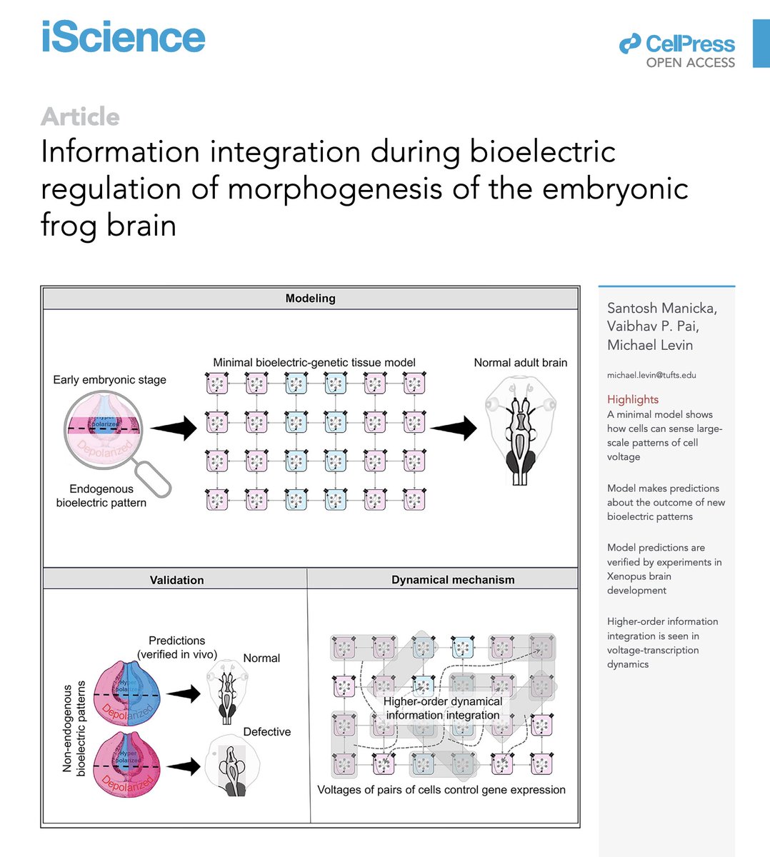 Michael Levin (@drmichaellevin) on Twitter photo The Bioelectric Code is not about single cells. New paper <a href="/pai_vaibhav/">Vaibhav Pai</a> & <a href="/SantoshManicka/">Santosh Manicka</a> sciencedirect.com/science/articl… We study how cells could base their transcriptional outcomes on *geometric patterns* of bioelectric states across large cell fields (as happens in brain development). The Bioelectric Code is not about single cells. New paper <a href="/pai_vaibhav/">Vaibhav Pai</a> & <a href="/SantoshManicka/">Santosh Manicka</a> sciencedirect.com/science/articl… We study how cells could base their transcriptional outcomes on *geometric patterns* of bioelectric states across large cell fields (as happens in brain development).