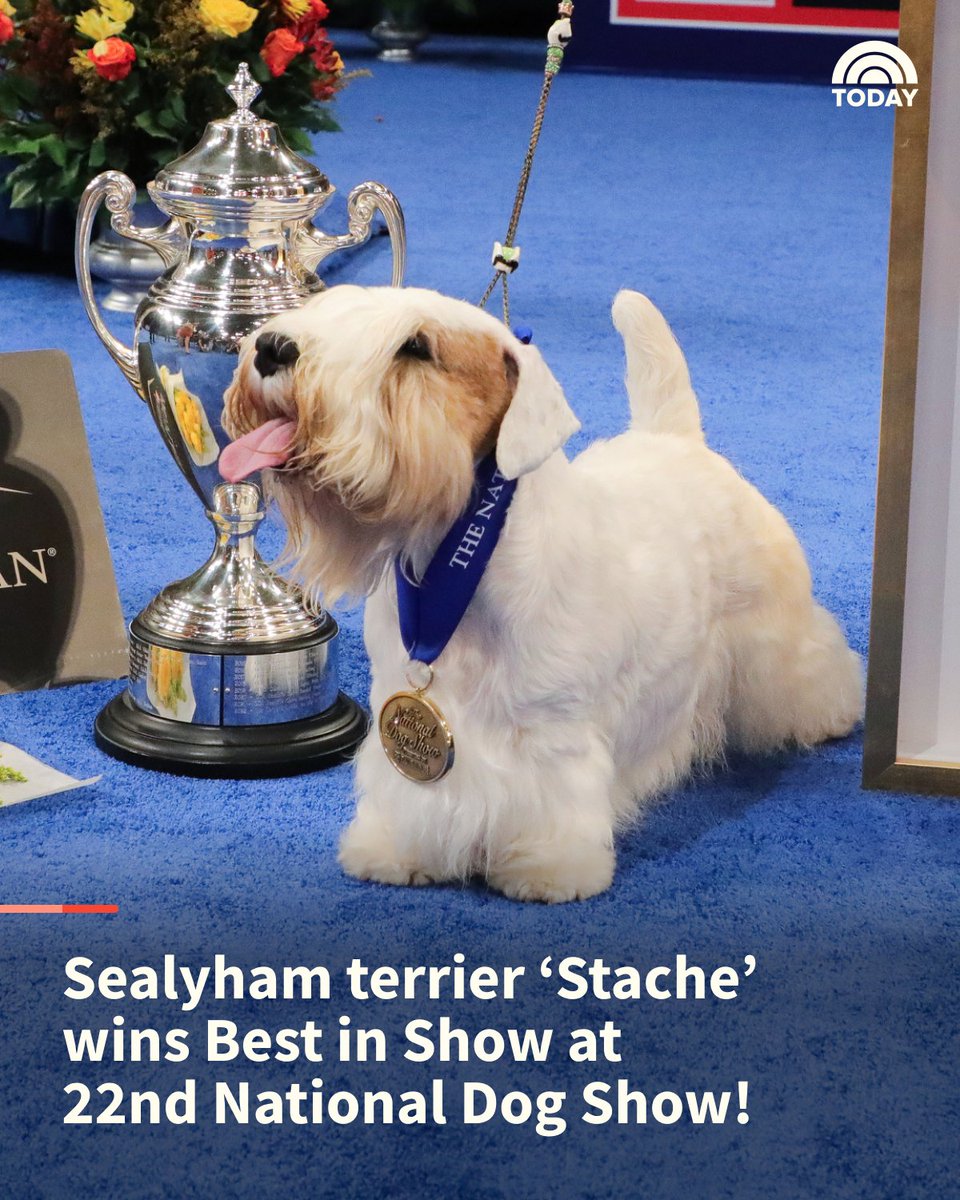 Meet Stache, the winner of the 2023 National Dog Show! today.com/pets/national-…