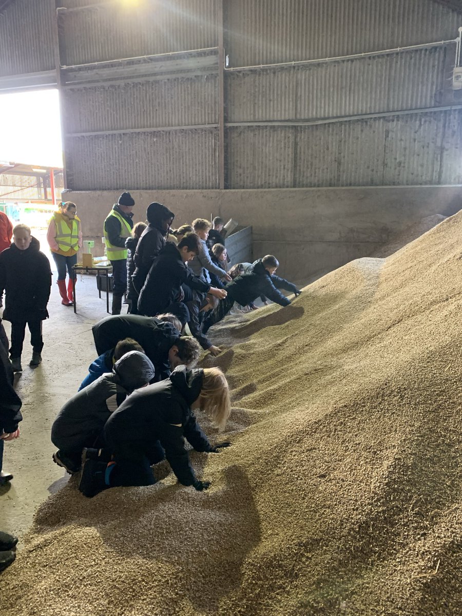 Today Primary 6 took the classroom to the countryside as they took part in six different workshops at a farm in Bridge of Weir. They looked at wool production and spinning, cow and beef production, grains and flour, and much more. Awesome stuff! <a href="/TheRHET/">RHET</a> #journeyofwool #classtrip