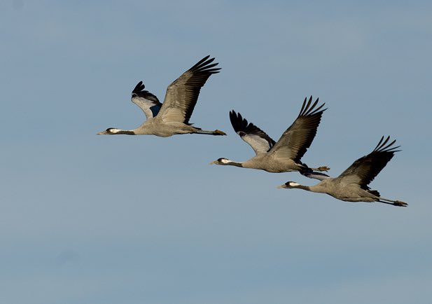 Ya podemos ver los escuadrones de grullas surcando el cielo!  Incluso en la tranquilidad de la noche se escucha su incansable trompeteo. Aprende más sobre las grullas con nuestra guia de aves 👌🏼👉🏼seo.org/ave/grulla-com… <a href="/SEO_BirdLife/">SEO/BirdLife</a>