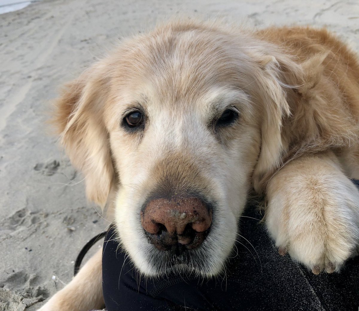 On this Thanksgiving, I’m grateful that I had this furry monster in my life for the last 11 years. He only had eyes for his Mommy. I couldn’t of made it through those years without him. ❤️