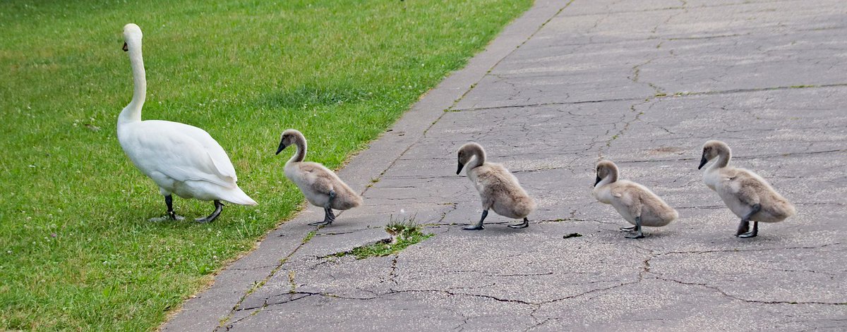 MQuigley1963's tweet photo. Write a #sixwordstory or a #poem about this picture.

An alignment of swans
Walking every day
I often wonder
What they think and say
I wish I could translate
Tell them they’ll be okay
Even though nothing is being done
About climate change

#WritingCommunity #poetrycommunity https://t.co/V8c1Iy1n2E