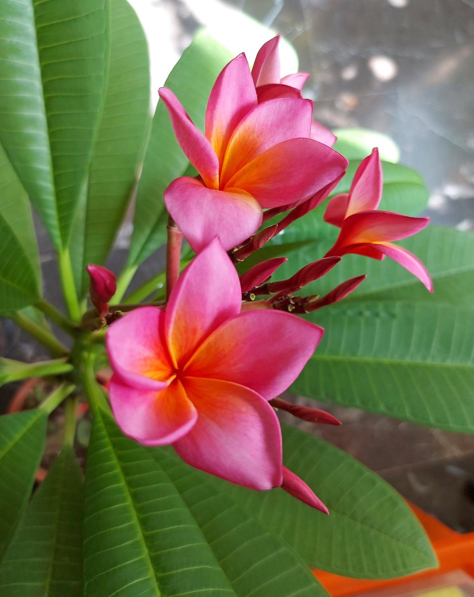 megpanos's tweet photo. Plumeria Rubra #greece #attica #plant #plants #plumeria #plumeriarubra #leaf #leaves #bud #buds #flower #flowers https://t.co/jjbcdiANVX