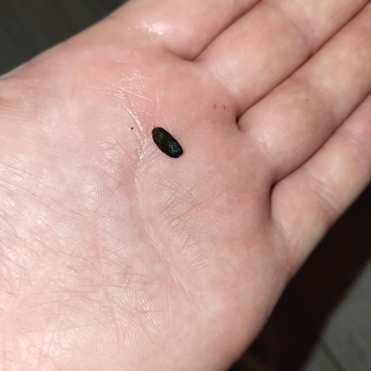 I cant believe my eyes!! Served our McFlurrys in a cup holder covered in dirt, wet and has a rat dropping on it !! Blackwood, Caerphilly McDonald's #mcdonalds #rats #fastfood #feelsick #mcflurry #disgusting