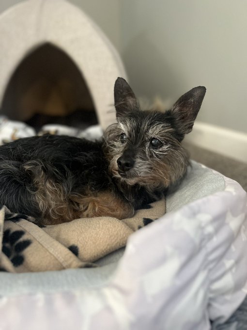 Little dude is 17 years old and still kicking https://t.co/EZLtjhqtkG