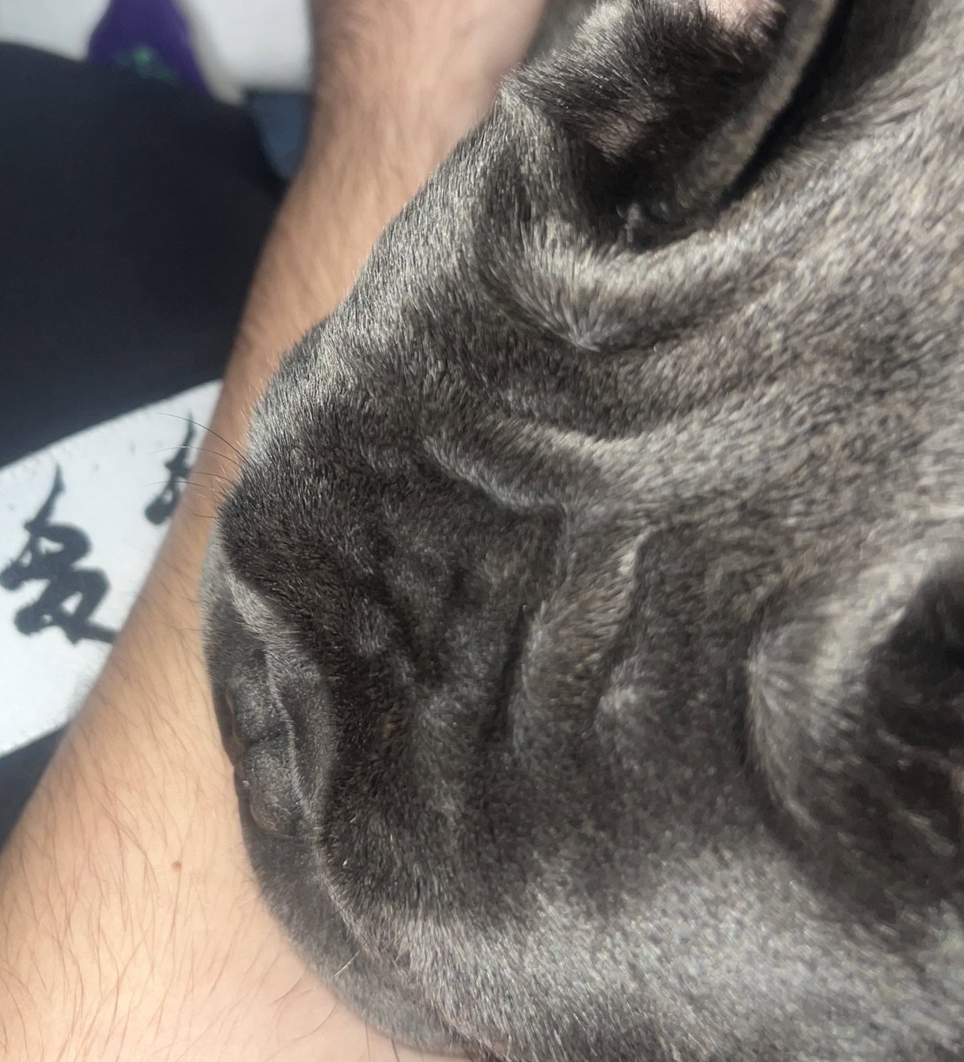 ha 3 anni ma continua a mordermi il
braccio come fosse un cucciolo di 3 mesi