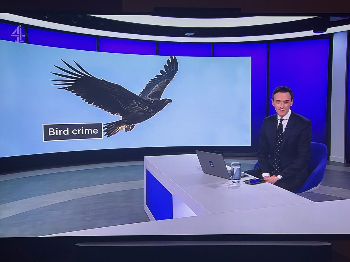 RewildScotland's tweet photo. Well done @Channel4News and @alextomo for again highlighting the shooting industries involvement in the illegal killing of our raptors. https://t.co/6sN74gsG6m