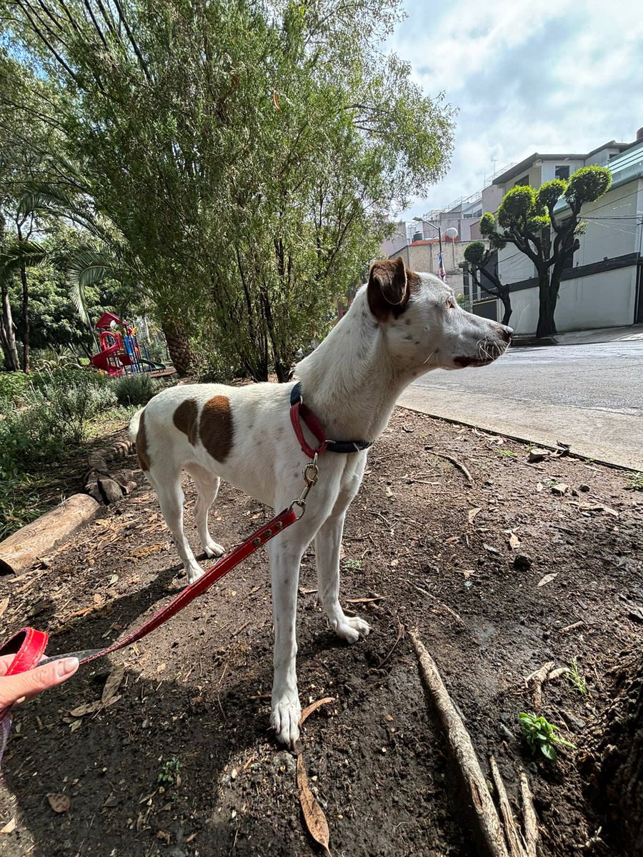 Alguien le dio HT a Luneta pero va a salir y luneta se tiene que ir. Si no conseguimos algo quizá regrese a la calle. Es muy medianita, solo 13 kilos. Cabe en todos lados. Ya tuvo cama y comida. No va a entender regresar a no tener nada, se va a romper su corazón 💔

Por favor si