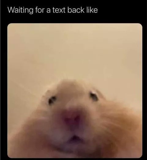 verdantdavid2's tweet photo. @Bubblyeol @Cucumber_Ices I have been posting hanster memes on tiktok since september and i want to show all of them to u tt is ishowhamsters go drop a follow https://t.co/WCPwiY4Y6u