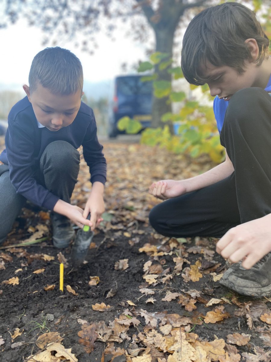 MrsMPrimary7's tweet photo. We have been planting today, thanks to @WoodlandTrust . Looking forward to ordering some more for Spring. 🌳 https://t.co/aKuSosiKti