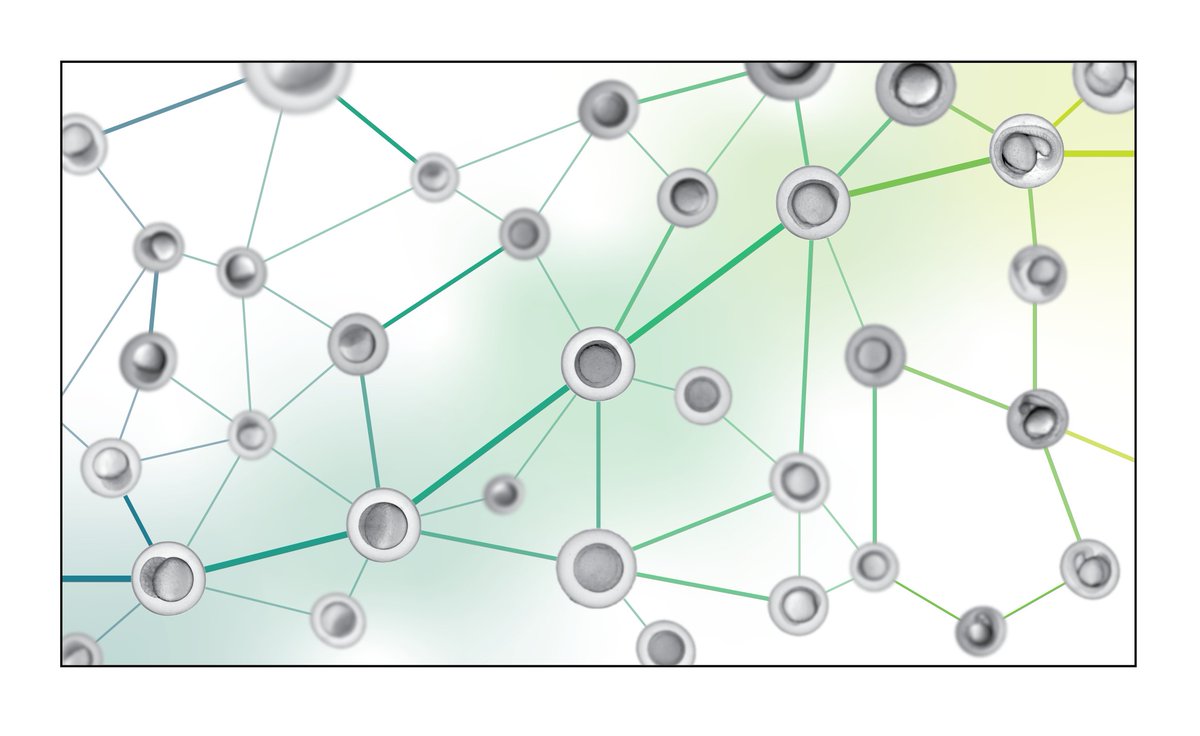 Müller Lab (@devbiokonstanz) on Twitter photo Read our latest #research article "Uncovering developmental time and tempo using deep learning" published with <a href="/SpringerNature/">Springer Nature</a> in <a href="/naturemethods/">Nature Methods</a>: rdcu.be/drRo2 Read our latest #research article "Uncovering developmental time and tempo using deep learning" published with <a href="/SpringerNature/">Springer Nature</a> in <a href="/naturemethods/">Nature Methods</a>: rdcu.be/drRo2