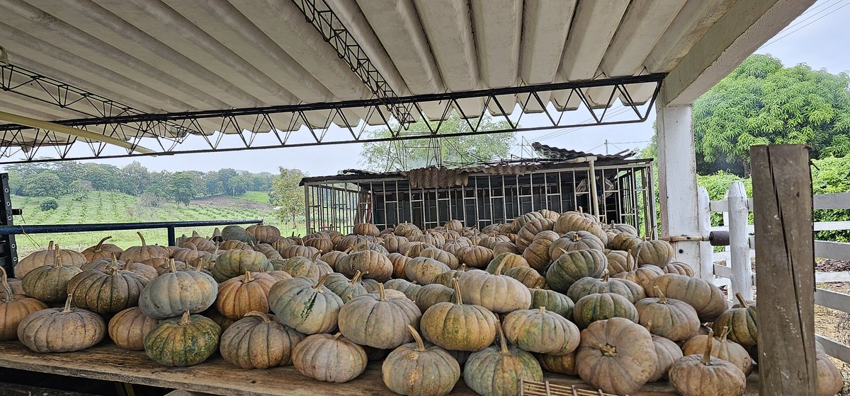 JavierAArroyoM's tweet image. Hola 👋, por favor, ayudemos a vender la #Auyama de este productor de #PatioBonito, Montería.
Interesados en comprar, cuesta a $1200 pesos la libra, Contacto: Sr. Javier Jaraba, Cel 3114159312
@soypequenojuan
@kerguelenhugo @caordosgoitia @Agro_pecuario86 @ErasmoZB @Gian_Berrio