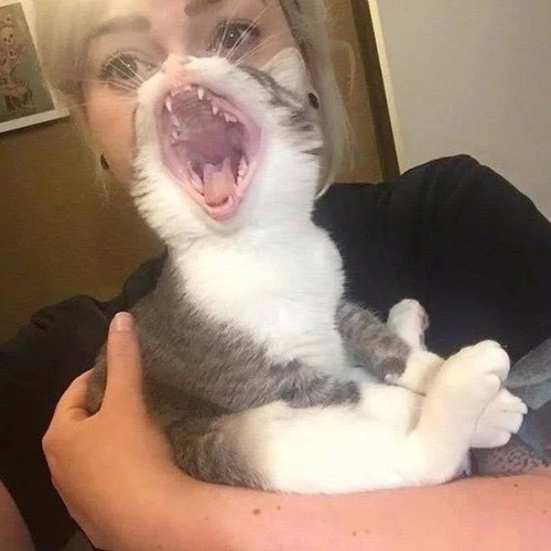 ShouldHaveCat's tweet photo. https://t.co/C9m0sq7jcx