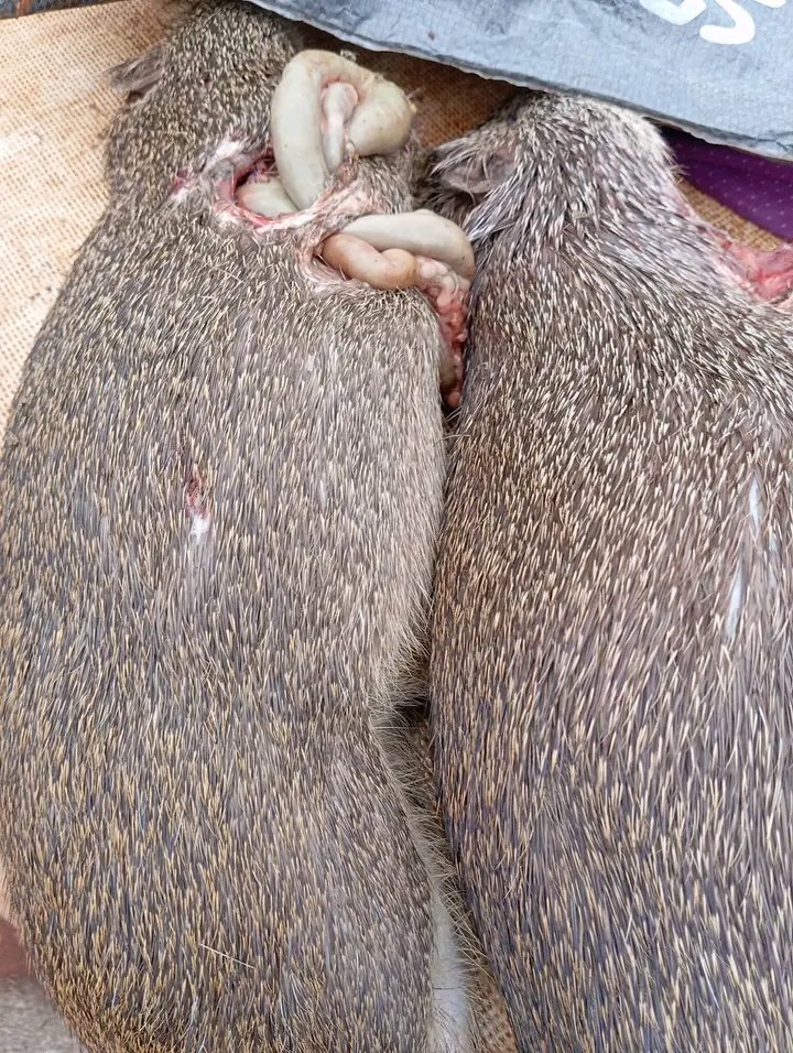 Are you a Nigerian living in the diaspora, are you coming back this festive period,?
 And wish to go back with foodstuff, carefully sourced and neatly packaged?
Then Nwanyi foodstuff will give you the best.
Location: Owerri
Call/ DM/ WhatsApp:07036572402