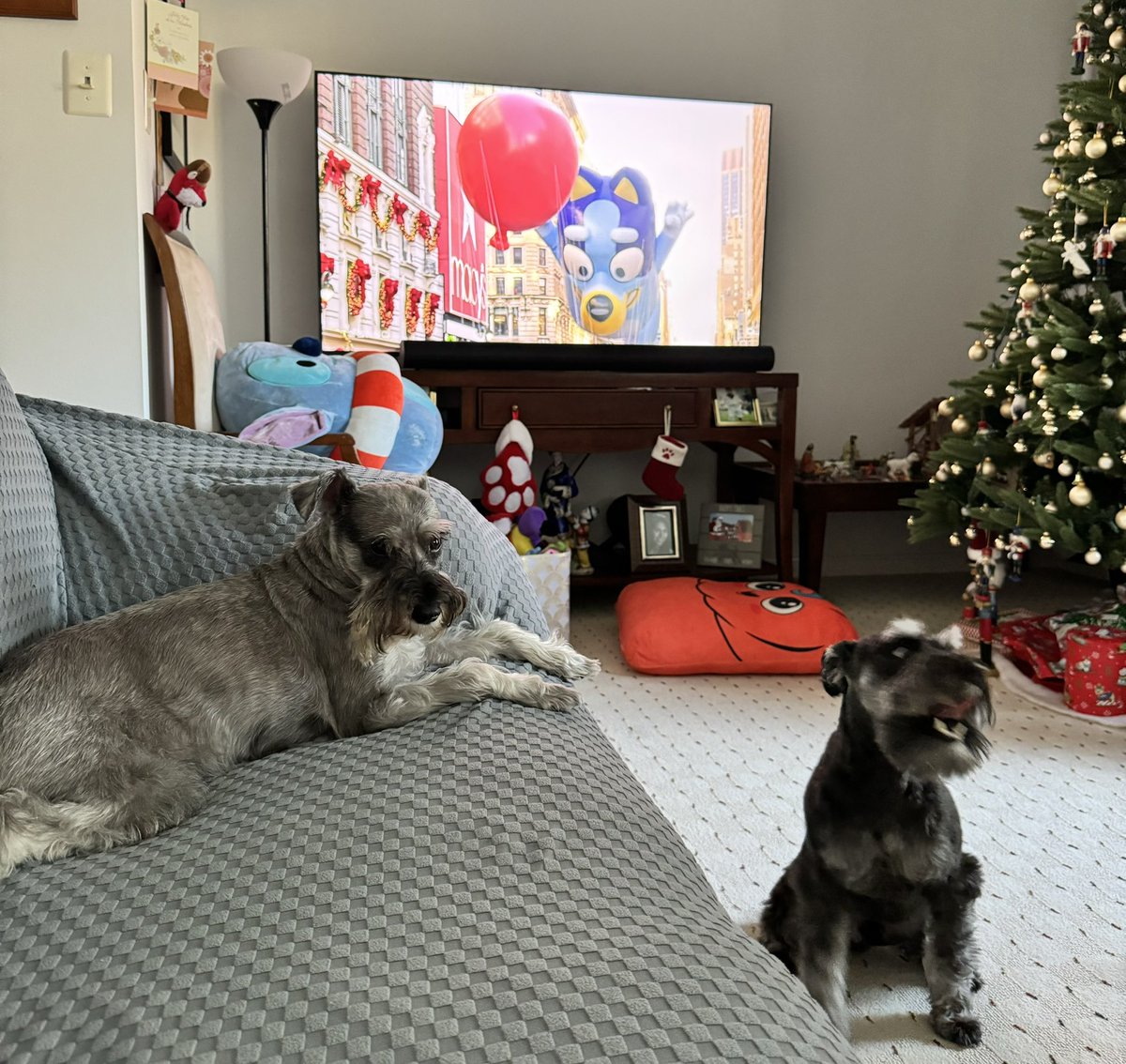 Hey it’s me on tv 😝 #schnauzergang #dogsofx #ThanksgivingDayParade #Thanksgiving