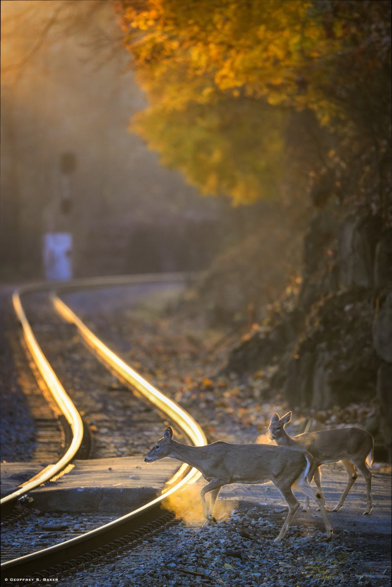 Morning in the Patapsco Valley. #patapsco #EllicottCity #nikon #maryland