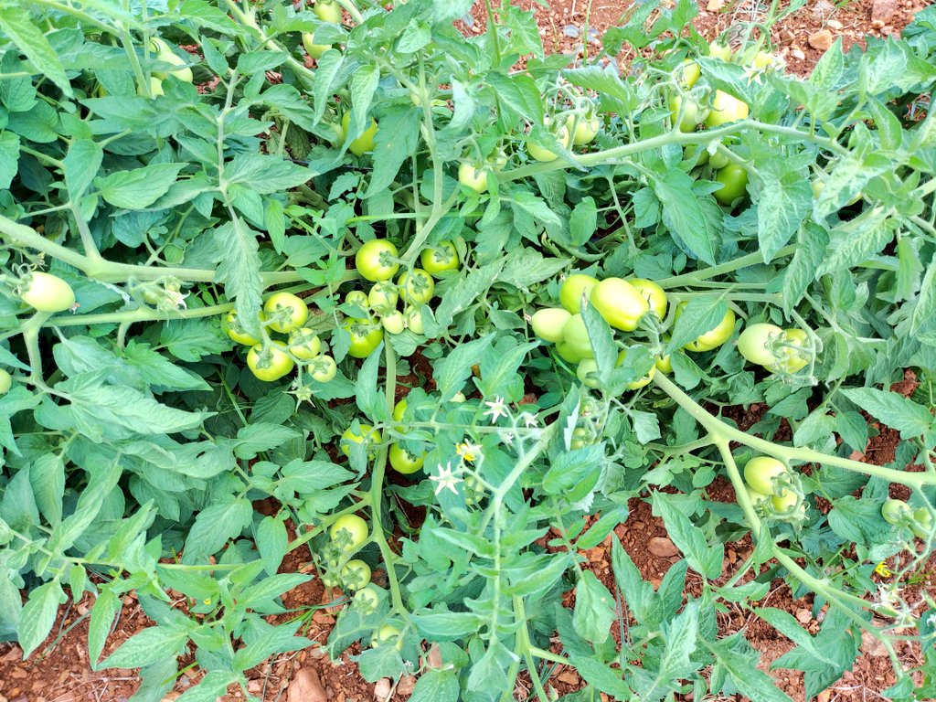 Mudumenwemari..Int'l tweet media