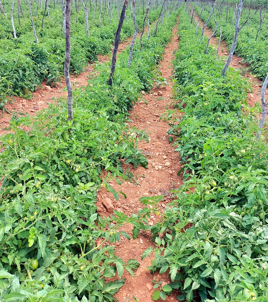 Mudumenwemari..Int'l tweet media