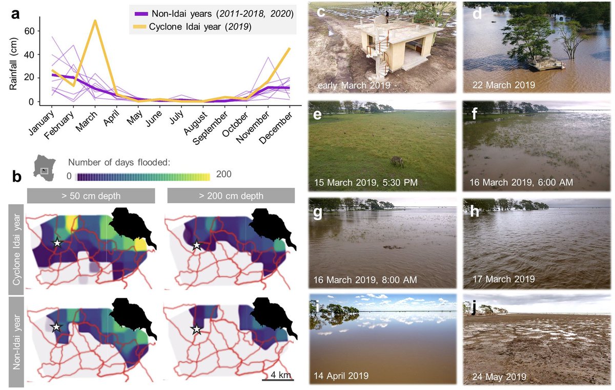 In print today @Nature: Trait-based sensitivity of large mammals to a catastrophic tropical cyclone. Real-time monitoring as Africa's worst cyclone hits Africa's greatest restoration project. Small (less mobile) mammal spp were most negatively affected nature.com/articles/d4158…