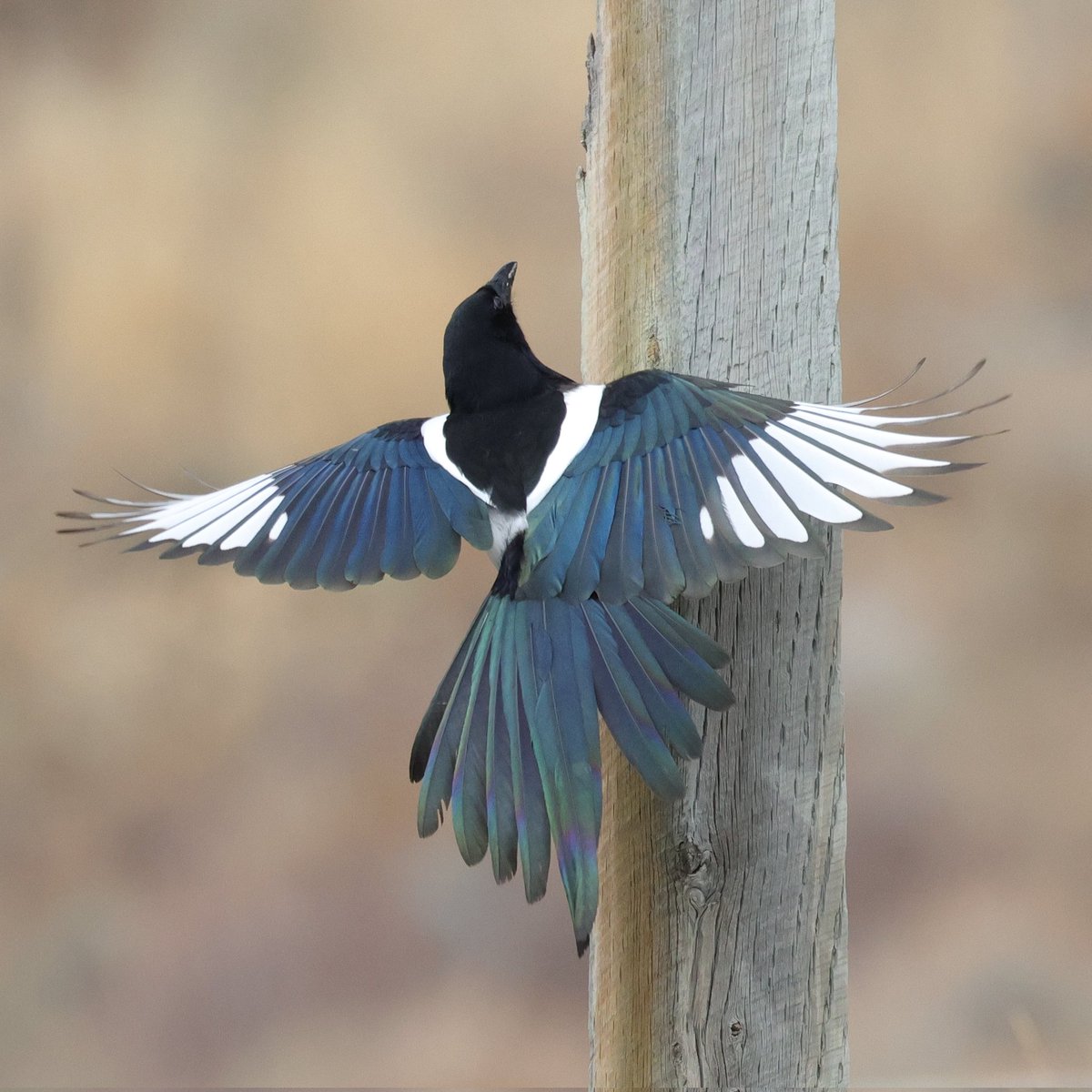 Magpie

#NaturePhotography #birdwatching #birdphotography #birding #wildlifephotography #nature #wildlife #BirdsOfTwitter